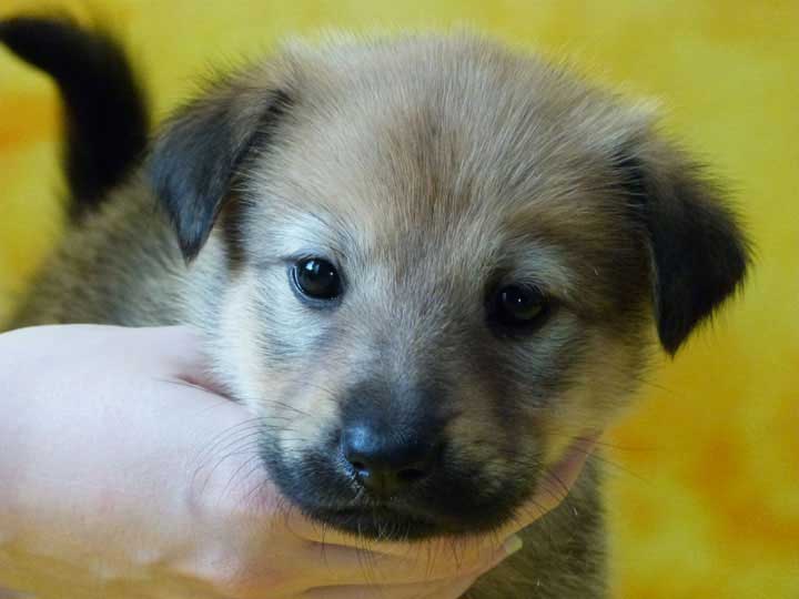 chinook dog